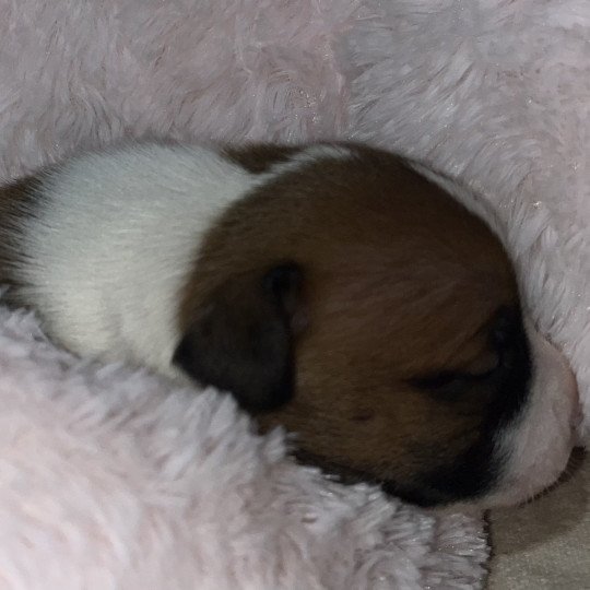 Ad Majora Semper Du clan de Sparte Mâle Staffordshire bull terrier