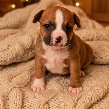 Beregond du Clan de Sparte Du clan de Sparte Mâle Staffordshire bull terrier