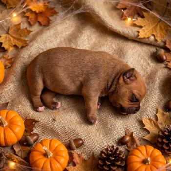 2e chiot (Portée Valhalla du Clan de Sparte ❤ Vikingr Björn Jarnisda 2026) - Mâle  Mâle Staffordshire bull terrier