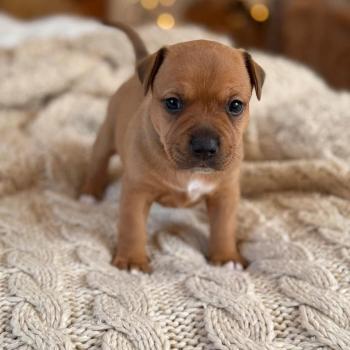 Beorn du Clan de Sparte Du clan de Sparte Mâle Staffordshire bull terrier