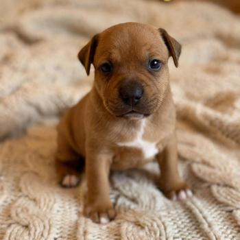 Bregalad du Clan de Sparte Du clan de Sparte Mâle Staffordshire bull terrier
