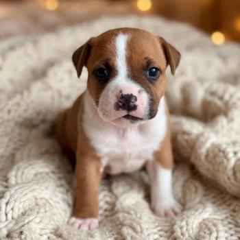 Boromir du clan de sparte Du clan de Sparte Mâle Staffordshire bull terrier