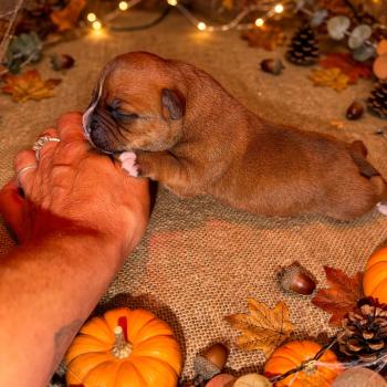 5e chiot (Portée Valhalla du Clan de Sparte ❤ Vikingr Björn Jarnisda 2026) - Mâle  Mâle Staffordshire bull terrier