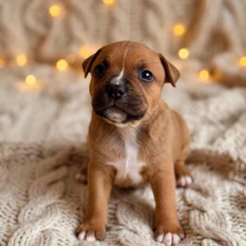 Bilbon du Clan de sparte Du clan de Sparte Mâle Staffordshire bull terrier