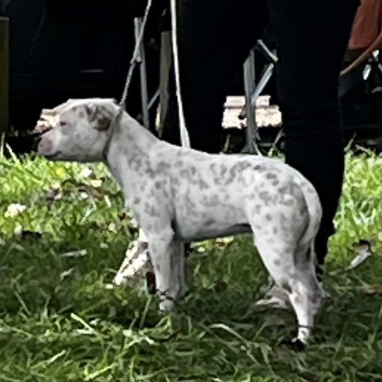 chien Staffordshire bull terrier Blanc Poppée Du clan de Sparte  