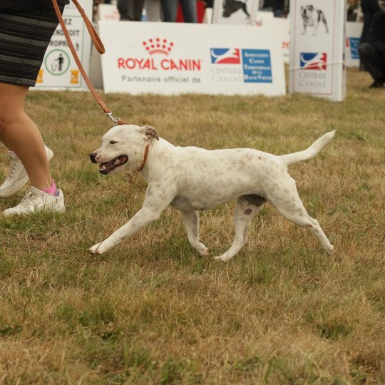 chien Staffordshire bull terrier Blanc Poppée Du clan de Sparte  