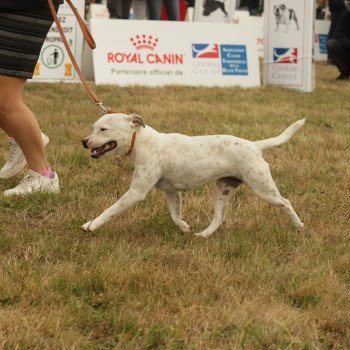 Poppée Femelle Staffordshire bull terrier