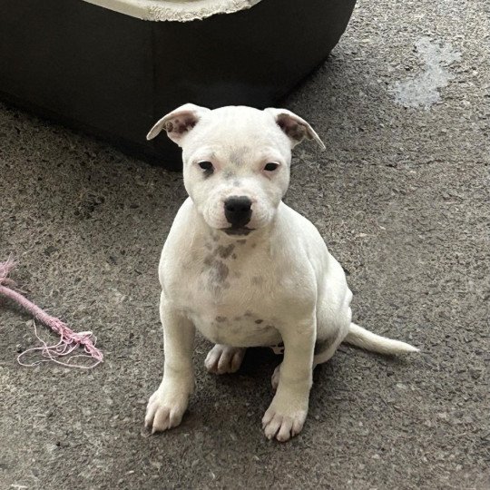 chiot Staffordshire bull terrier Poppée Du clan de Sparte  