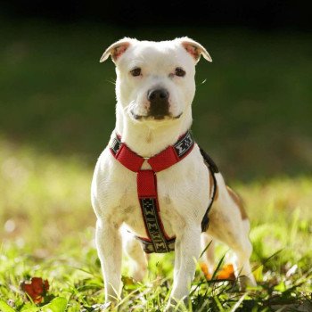 USS Enterprise Mâle Staffordshire bull terrier