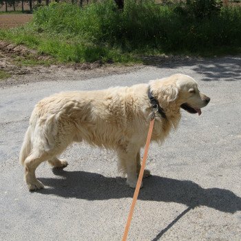 LEHMAN Mâle Golden retriever