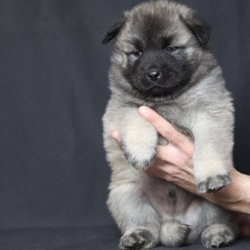Aïko Mâle Eurasier