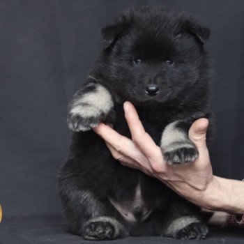 Arrow Mâle Eurasier