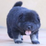 Una Femelle Eurasier