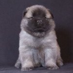 Umi Femelle Eurasier