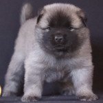 Unity Femelle Eurasier