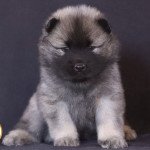 Utopia Femelle Eurasier