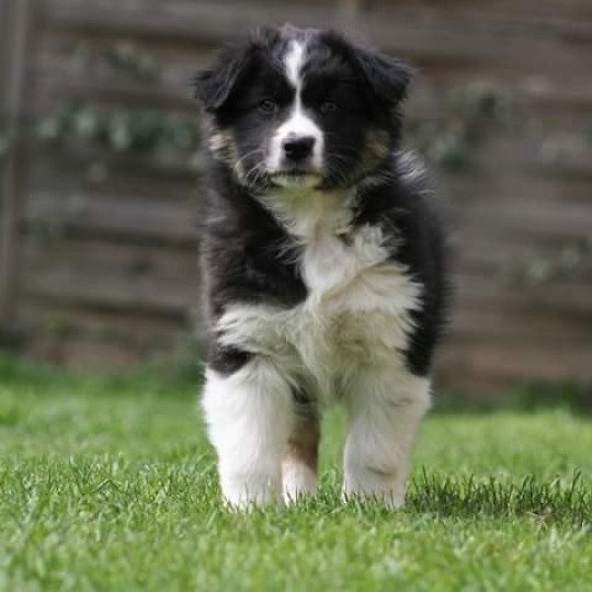 Rising Star Halley Bergers D Eden Chien Berger Australien A Vendre