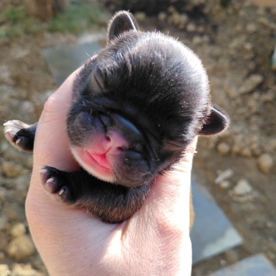 chiot Bouledogue francais ? Blake Élevage de la famille dog étoilée  