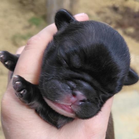 chiot Bouledogue francais ? Blake Élevage de la famille dog étoilée  