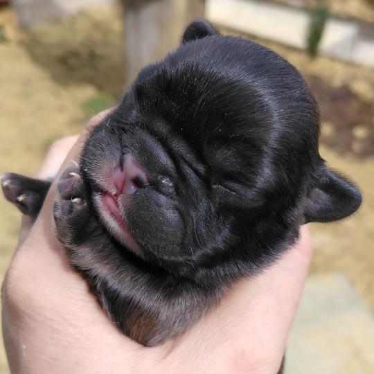 chiot Bouledogue francais ? Blake Élevage de la famille dog étoilée  