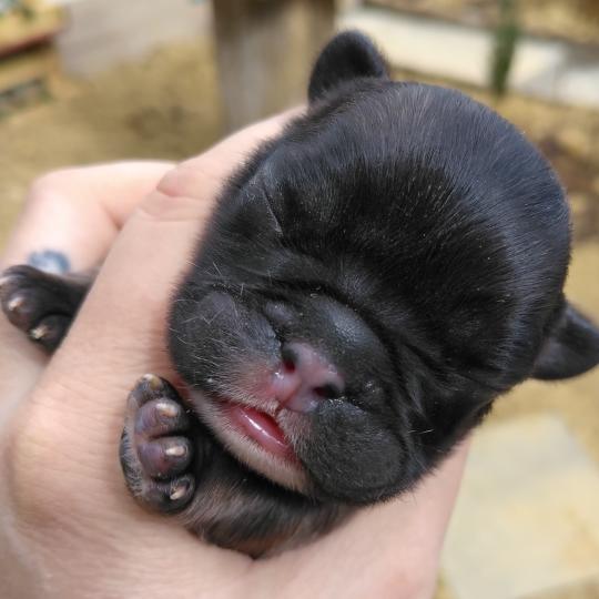 chiot Bouledogue francais ? Blake Élevage de la famille dog étoilée  