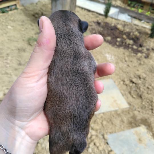 chiot Bouledogue francais ? Blake Élevage de la famille dog étoilée  