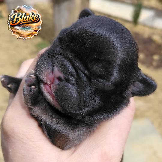 chiot Bouledogue francais ? Blake Élevage de la famille dog étoilée  
