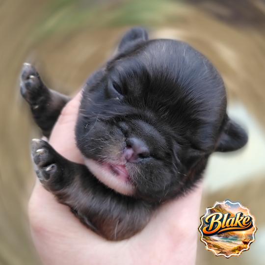 chiot Bouledogue francais ? Blake Élevage de la famille dog étoilée  