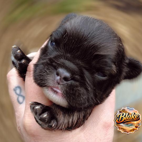 chiot Bouledogue francais ? Blake Élevage de la famille dog étoilée  