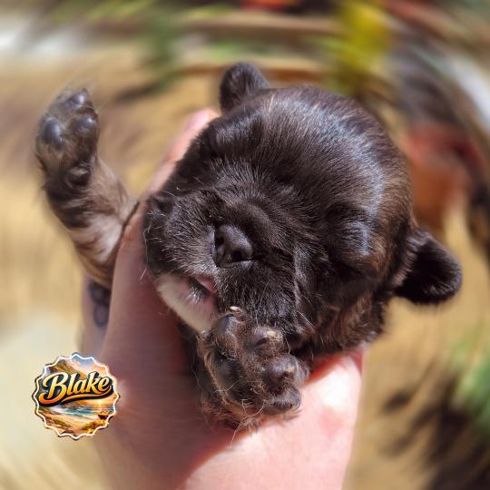 chiot Bouledogue francais ? Blake Élevage de la famille dog étoilée  