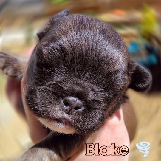 chiot Bouledogue francais ? Blake Élevage de la famille dog étoilée  