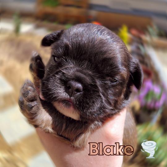chiot Bouledogue francais ? Blake Élevage de la famille dog étoilée  