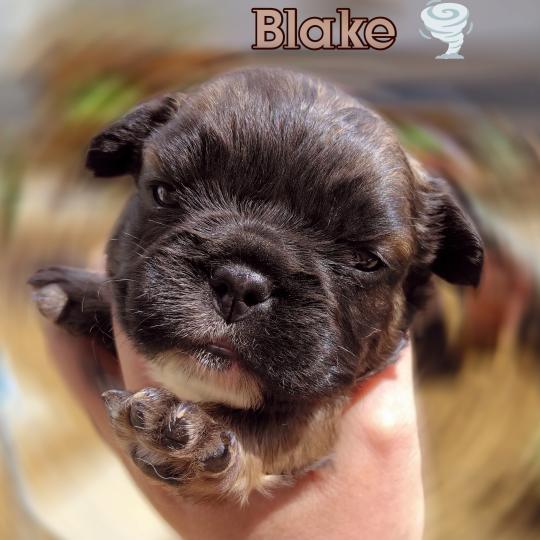 chiot Bouledogue francais ? Blake Élevage de la famille dog étoilée  