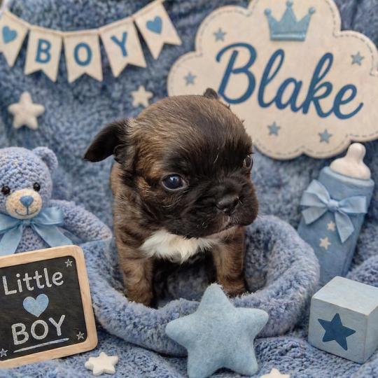 chiot Bouledogue francais Fluffy Fauve rouge masque noir Blake Élevage de la famille dog étoilée  