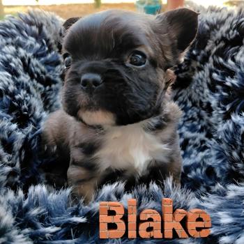 Blake Mâle Bouledogue francais