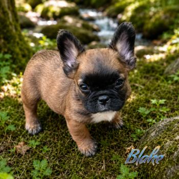 Blake Mâle Bouledogue francais