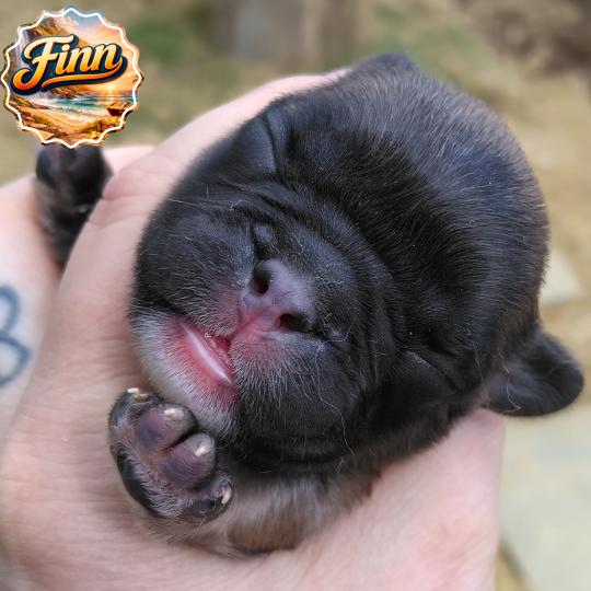 chiot Bouledogue francais ? Finn Élevage de la famille dog étoilée  