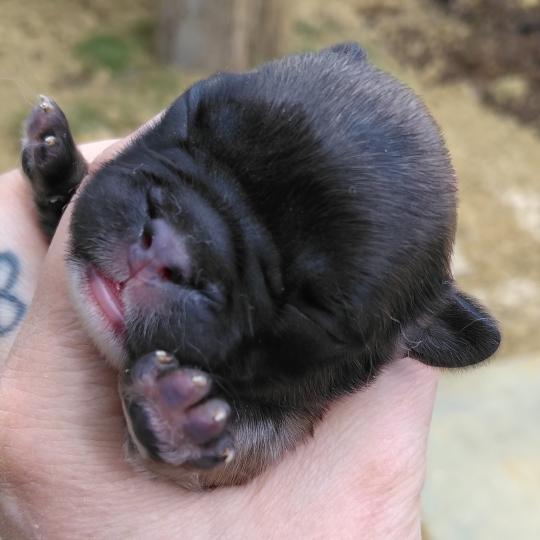 chiot Bouledogue francais ? Finn Élevage de la famille dog étoilée  
