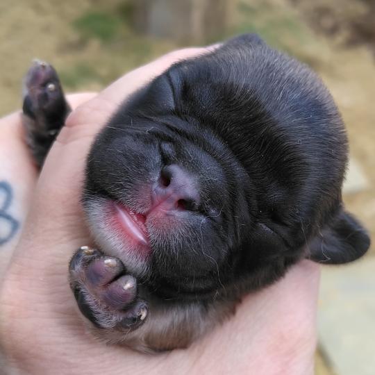 chiot Bouledogue francais ? Finn Élevage de la famille dog étoilée  