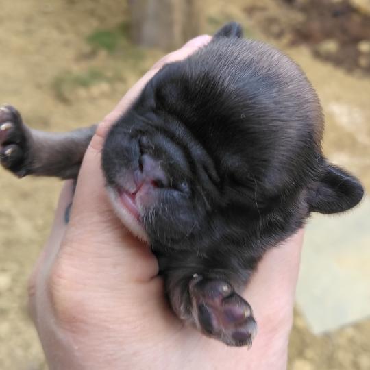 chiot Bouledogue francais ? Finn Élevage de la famille dog étoilée  