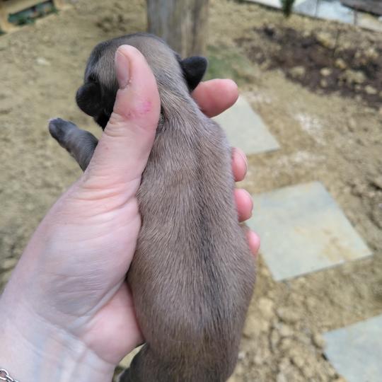 chiot Bouledogue francais ? Finn Élevage de la famille dog étoilée  