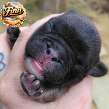 Finn Mâle Bouledogue francais