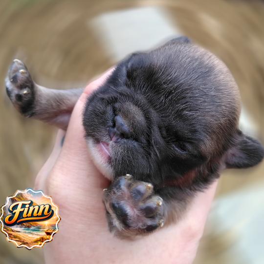 chiot Bouledogue francais ? Finn Élevage de la famille dog étoilée  