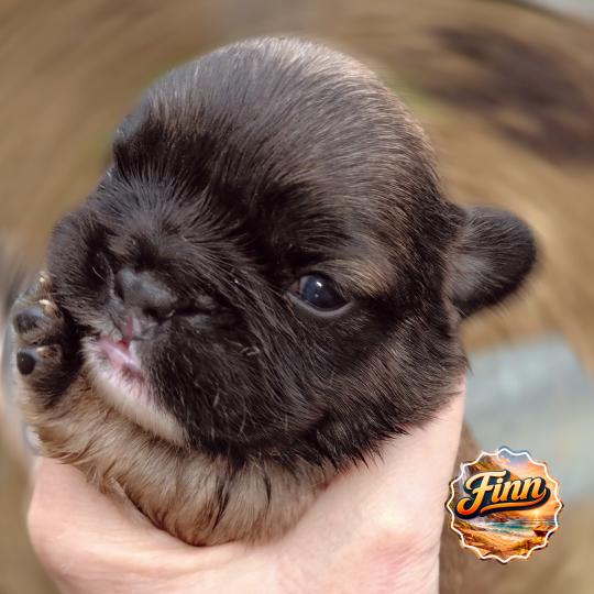 chiot Bouledogue francais ? Finn Élevage de la famille dog étoilée  