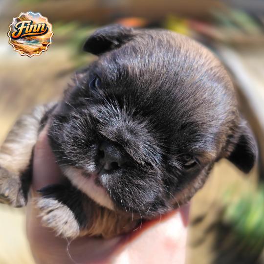 chiot Bouledogue francais ? Finn Élevage de la famille dog étoilée  