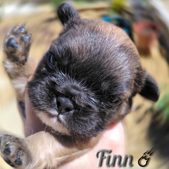 chiot Bouledogue francais ? Finn Élevage de la famille dog étoilée  
