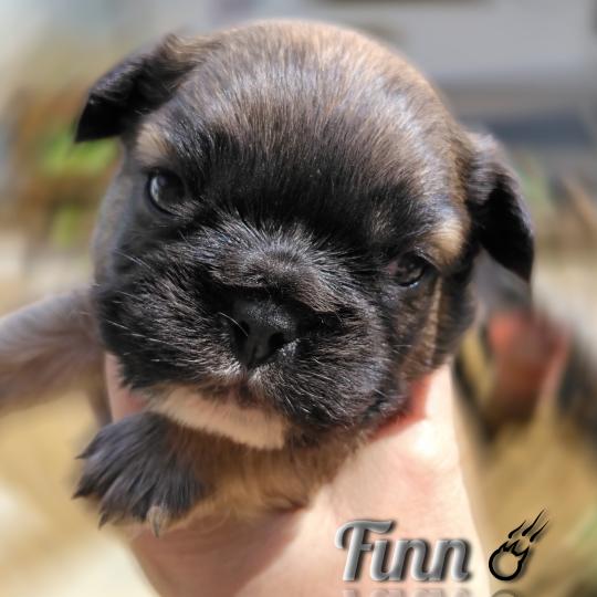 chiot Bouledogue francais ? Finn Élevage de la famille dog étoilée  
