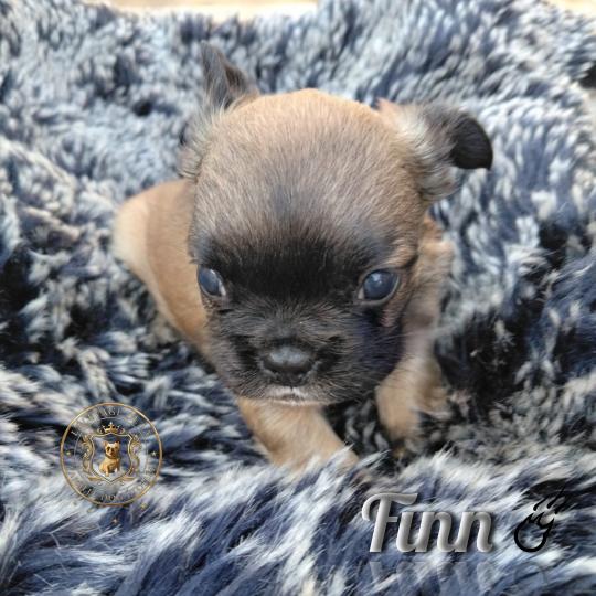 chiot Bouledogue francais Fluffy Fauve rouge masque noir Finn Élevage de la famille dog étoilée  