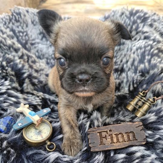 chiot Bouledogue francais Fluffy Fauve rouge masque noir Finn Élevage de la famille dog étoilée  