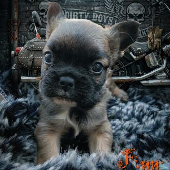 Finn Mâle Bouledogue francais